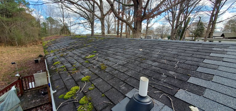 Detailed inspection view of thick moss and organic growth on a residential roof